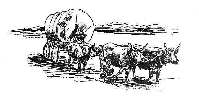 Ox driven wagon